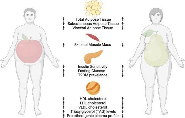 The importance of the fat pad in the lower abdomen area The importance of the fat pad in the lower abdomen area