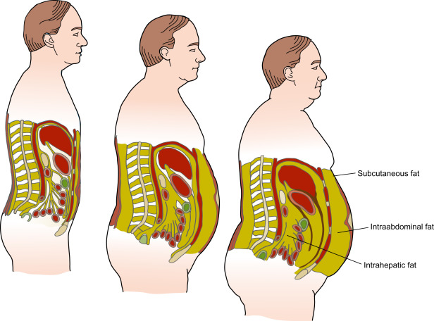 The importance of the fat pad in the lower abdomen area The importance of the fat pad in the lower abdomen area