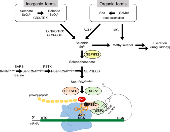 The Role of Selenium in Thyroid Hormone Production and Metabolism The Role of Selenium in Thyroid Hormone Production and Metabolism