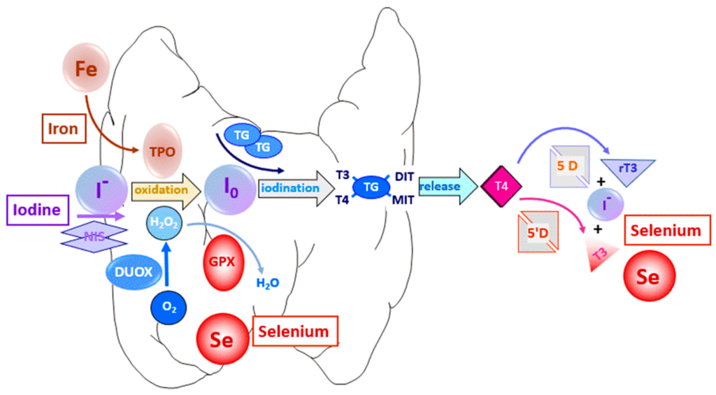 The Role of Selenium in Thyroid Hormone Production and Metabolism The Role of Selenium in Thyroid Hormone Production and Metabolism