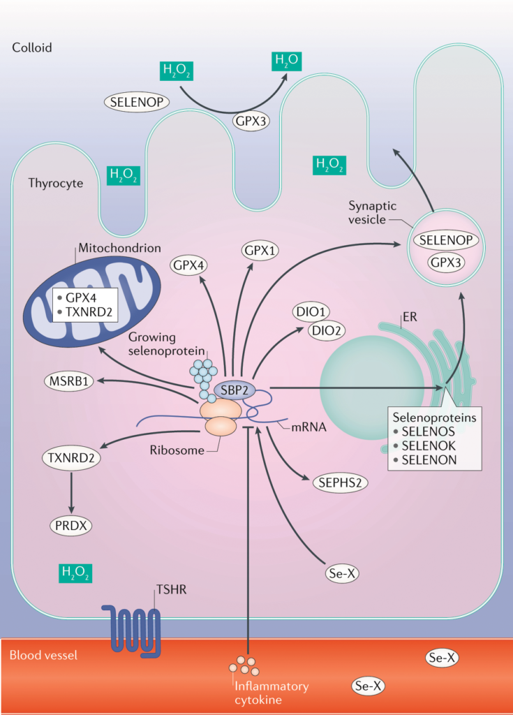 The Role of Selenium in Thyroid Hormone Production and Metabolism The Role of Selenium in Thyroid Hormone Production and Metabolism