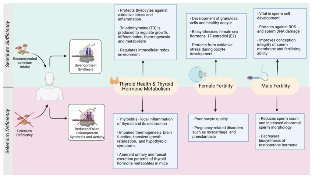 The Role of Selenium in Thyroid Hormone Production and Metabolism The Role of Selenium in Thyroid Hormone Production and Metabolism