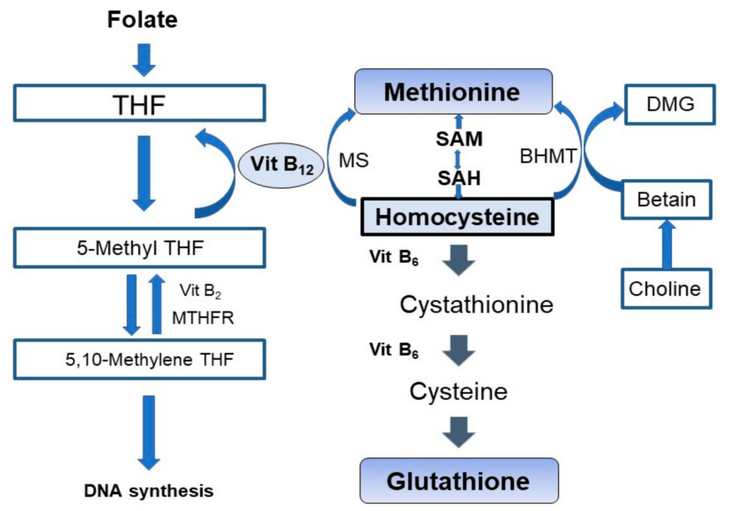 The Role of Vitamin B12 in DNA Synthesis and Brain Function The Role of Vitamin B12 in DNA Synthesis and Brain Function