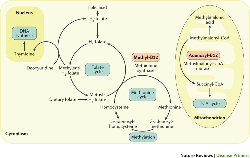 The Role of Vitamin B12 in DNA Synthesis and Brain Function The Role of Vitamin B12 in DNA Synthesis and Brain Function