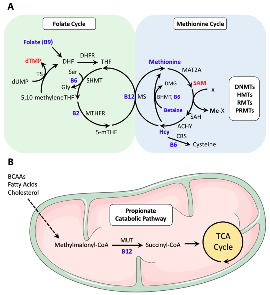 The Role of Vitamin B12 in DNA Synthesis and Brain Function The Role of Vitamin B12 in DNA Synthesis and Brain Function