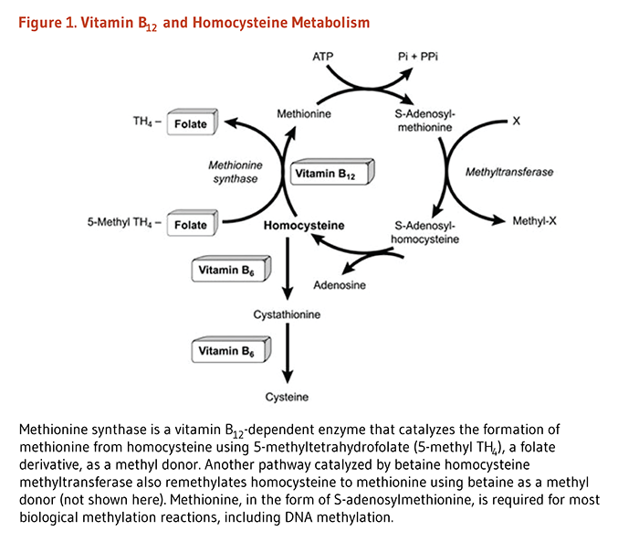 The Role of Vitamin B12 in DNA Synthesis and Brain Function The Role of Vitamin B12 in DNA Synthesis and Brain Function
