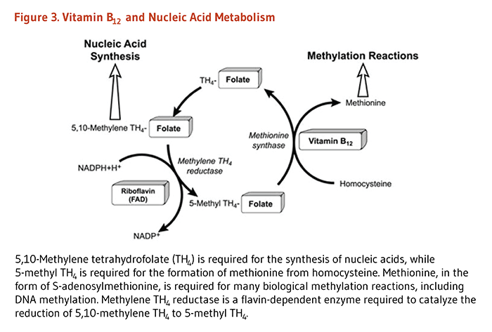The Role of Vitamin B12 in DNA Synthesis and Brain Function The Role of Vitamin B12 in DNA Synthesis and Brain Function